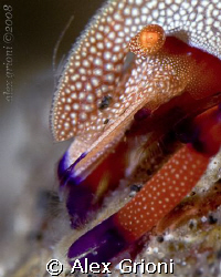 Emperor shrimp (Lembeh) by Alex Grioni 